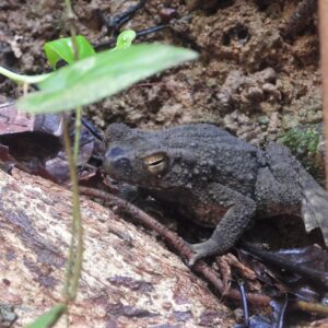 asian giant toad (bufo asper)ujung kulon national park