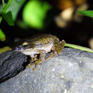 common southeast asian tree frogpolypedates leucomystaxherping ujung kulon