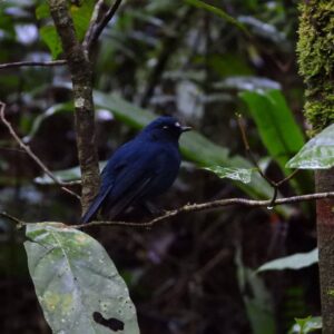 early morning shot west java birding tripjavan sunda blue robin