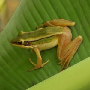 green paddy froghylarana erythraeaherping ujung kulon