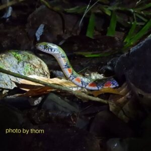 herping tour ujung kulonamazing triangle keelback in ujung kulonwww.ujungkulonwildlifetour.com