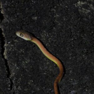 herping ujung kulonblack headed cat snake