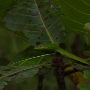 herping ujung kulonoriental whip snakeahaetulla prasina