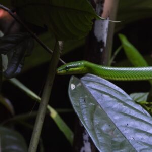 herping ujung kulonred tailed green ratsnakegonyosoma oxyycephalum