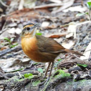 javan black capped babblerbirding ujung kulon