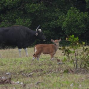 mammals watching ujung kulonbos javanicus