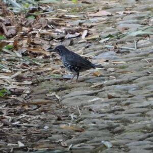 morning exercice to look this lovely birdsunda thrushzoothera andromedaewest java birding tour