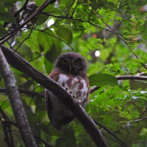 one of our target in ujung kulonamazing javan owletbirding ujung kulonyour partner wildlife enco