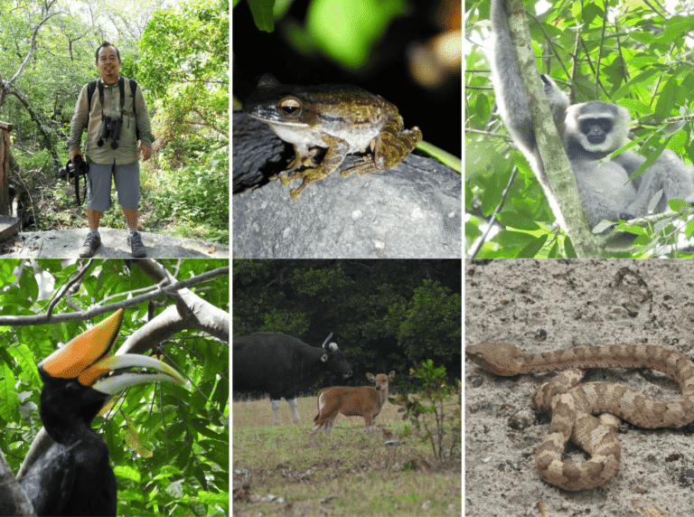 rhinocerus hornbill (5)