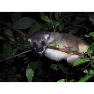 small toothed palm civetmammals watching experience