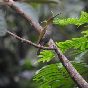 streaky breasted spiderhunterarachnothera affiniabirding ujung kulon