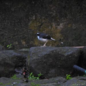 sunda forktailwest java birding trip