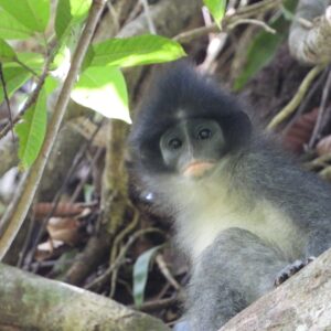 ujung kulon primates watching javan surilipresbytis comataendemic to java island