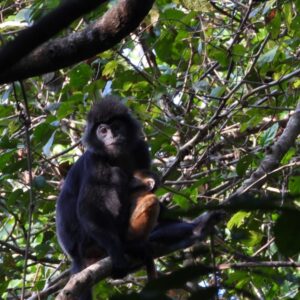 ujung kulon primates watchingjavan lutung trachypiyhecus auratus