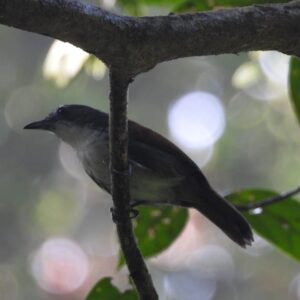 white breasted babblerendemic to java island indonesiaujung kulon birding tour#birdingujungkulon
