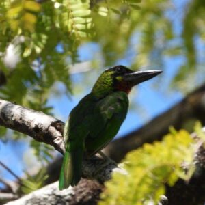 amazing black banded barbetpsilopogon javensisendemic to java and balibirding ujung kulon